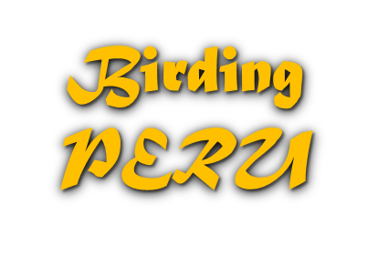 Birding Peru